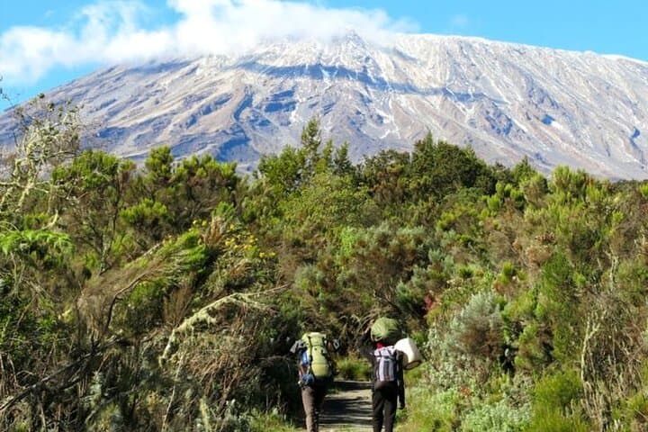 Full-Day Marangu Trek to Mandara Hut on Mount Kilimanjaro photo 5