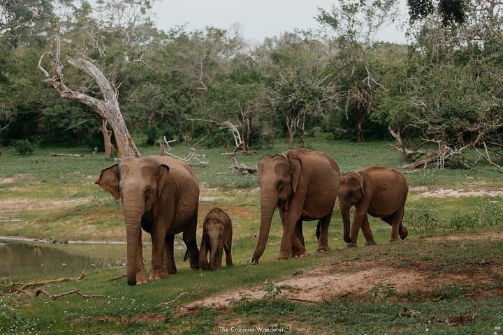 Private Yala Safari: Fast-Entry Leopard, Elephant & Birdwatching Tour photo 2