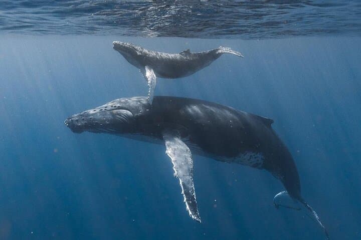 Cabo Ocean Safari: Snorkel with Pelagic Animals