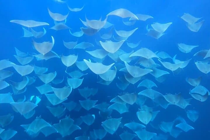 Cabo Ocean Safari: Snorkel with Pelagic Animals photo 3