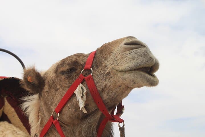 Agafay Desert Camel Ride & Sunset Stargazing from Marrakech
