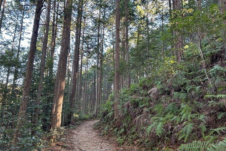3-Day Kumano Kodo Nakahechi Pilgrimage Walk from Osaka
