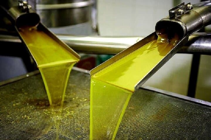 Visit Crete’s Ancient Olive Tree & Family Olive Mill — Private 3‑Hour Tasting photo 2