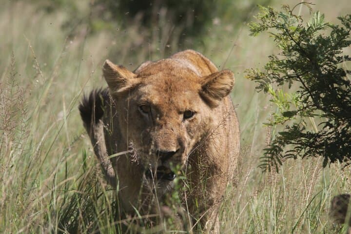 Full-Day Kruger Safari: Big Five Game Drive from Hazyview