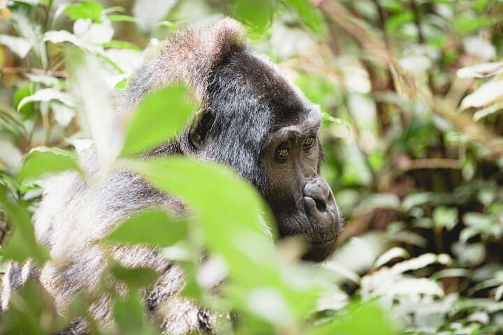 3-Day Private Gorilla Trekking & Safari in Bwindi National Park, Uganda photo 4