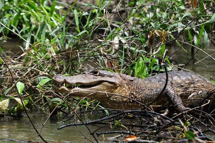 Tortuguero Canoe Canal Tour: 2.5-Hour Wildlife Paddle in Costa Rica