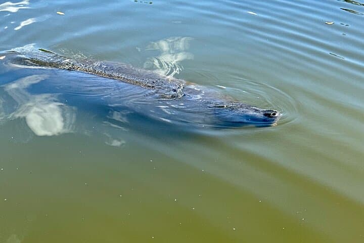Ormond Beach Manatee & Tomoka River Kayak and Paddleboard Tour photo 6