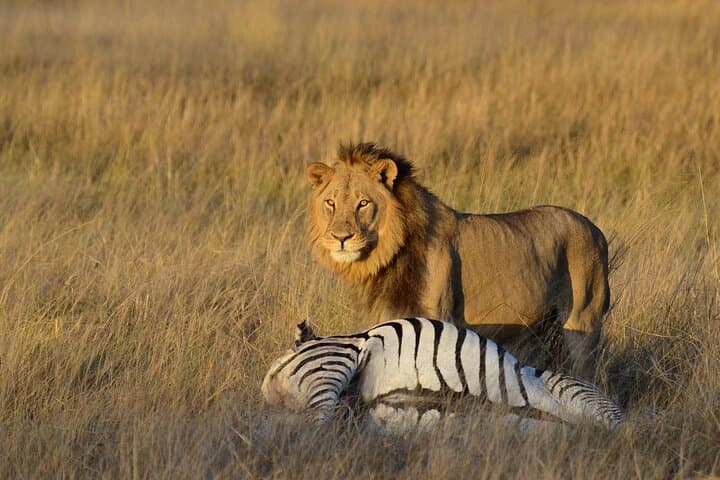 3-Day Hwange Safari from Victoria Falls — Big Five & Moonlight Elephant Tracking