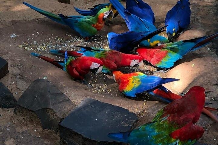 Private Visit to Iguaçu Falls: Guided Walk, Trails & Practical Tips photo 3