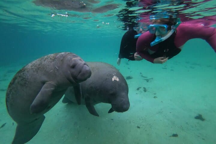 All-Inclusive Private Manatee Swim in Crystal River — Guided Manatee Snorkel