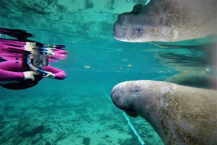 Small-Group Manatee Swim in Crystal River's Kings Bay photo 5