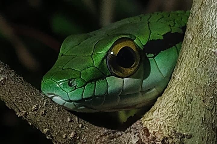 Manuel Antonio Jungle Night Tour: Guided Nocturnal Wildlife Walk in Quepos photo 3