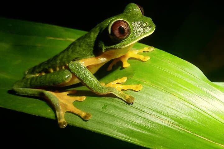 Manuel Antonio Jungle Night Tour: Guided Nocturnal Wildlife Walk in Quepos photo 1