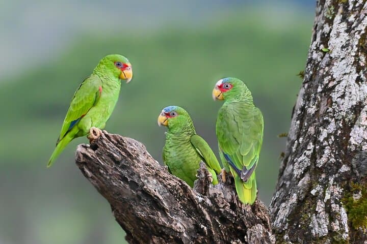private-birdwatching-monteverde-guide-quetzals-toucans-and-hummingbirds photo 4