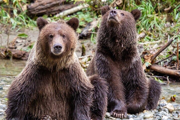 Toba Inlet Grizzly Bear Expedition from Campbell River
