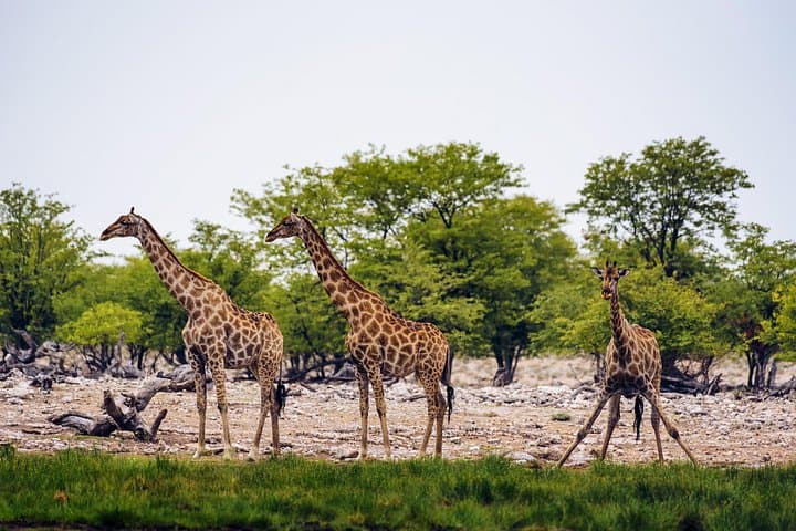 10-Day Great Migration Photographic Safari — Wildebeest Crossings & Ngorongoro Crater photo 2