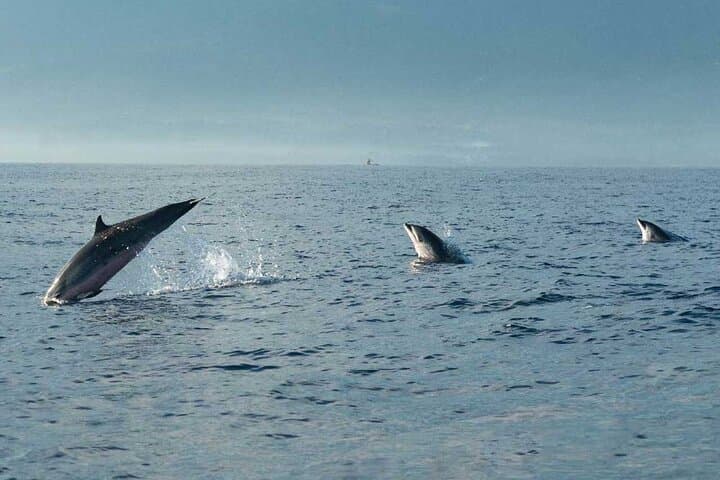 Sunrise Dolphins & Breakfast: Private Taormina Coast Boat Tour photo 6