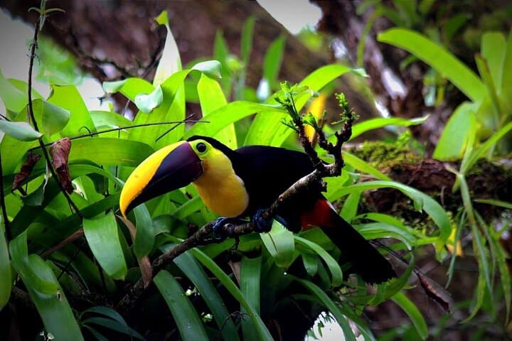 Sloth Encounter & Rainforest Experience — Waterfall, Coffee & Tenorio Rainforest Day Trip photo 4