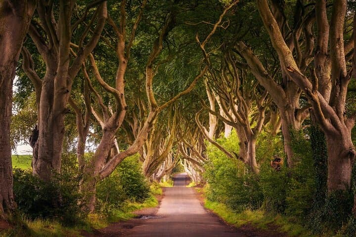 Day Trip to Giant's Causeway, Dark Hedges & Belfast from Dublin photo 4