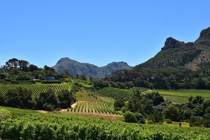 Private Constantia Wine Tour: Groot Constantia, Buitenverwachting & Kirstenbosch Day Trip photo 4
