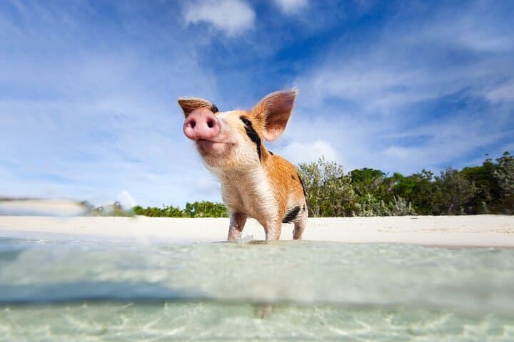 Private Longtail Boat Tour to Koh Madsum & Koh Tan (Koh Samui) — Snorkel, Swim & Lunch photo 4