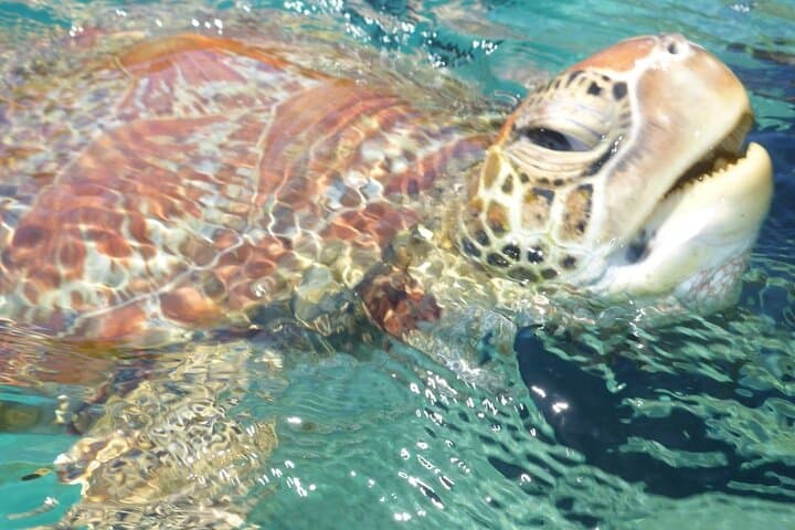 Electric Turtle-Spotting Bay Cruise — Airlie Beach Whisper-Quiet Eco Tour photo 6