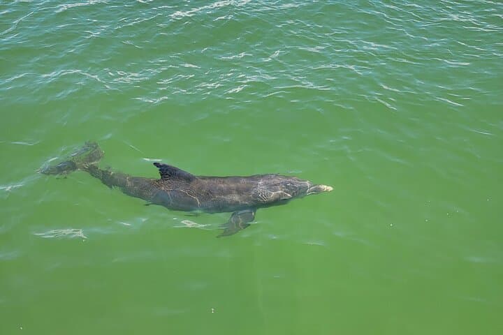 Fort Myers Beach Dolphin & Sightseeing Tiki Cruise — 90-Minute Mangrove & Mound Key Tour photo 4