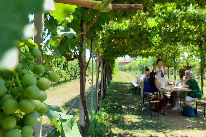 Private Prosecco Road Tour from Conegliano — 3 Wineries, Lunch & Cellar Visits photo 3
