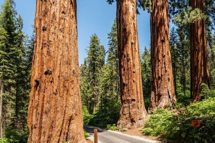 Self-Guided Audio Driving Tour of Sequoia & Kings Canyon: GPS-Led Road Trip Guide photo 4