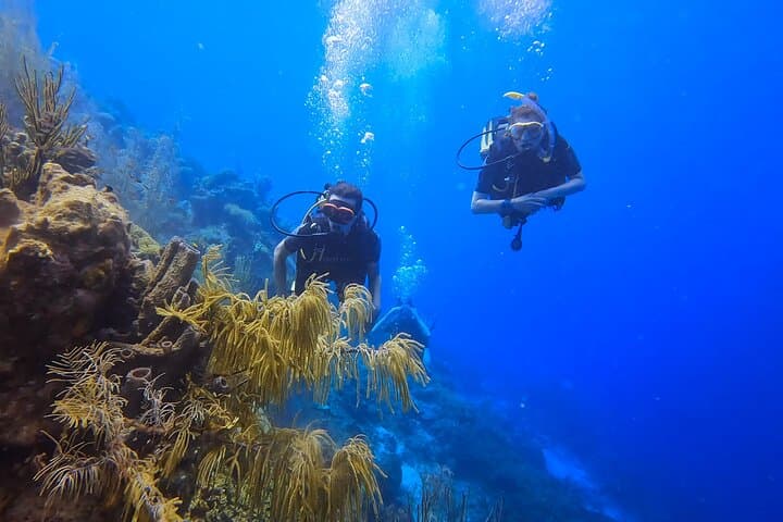 Two Guided Shore Dives in Curacao — Reefs, Wrecks & Turtles photo 6