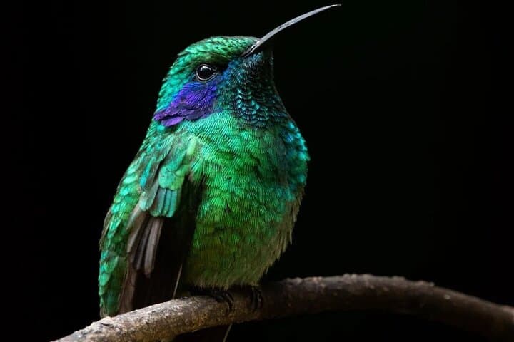 Beginner Birding in Monteverde Cloud Forest: Morning Tour with Expert Guide photo 5