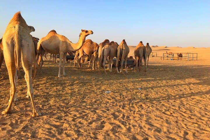 Abu Dhabi Dune Buggy Adventure: Sandboarding, Camel Ride & Desert Drive photo 4