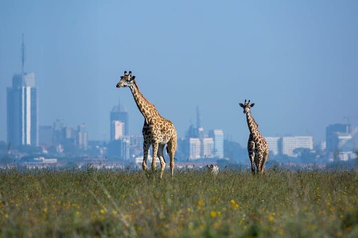 Nairobi National Park and Giraffe Centre Safari: A Wild Escape Near Kenya’s Capital photo 6