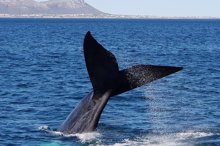 Hermanus Whale Watching Day Trip from Cape Town — Whales, Wine & Penguins photo 4