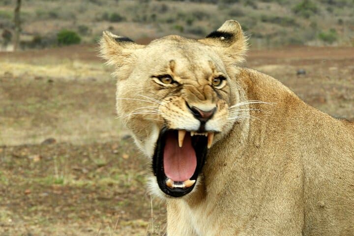 Nairobi National Park Game Drive with David Sheldrick & Giraffe Centre photo 5