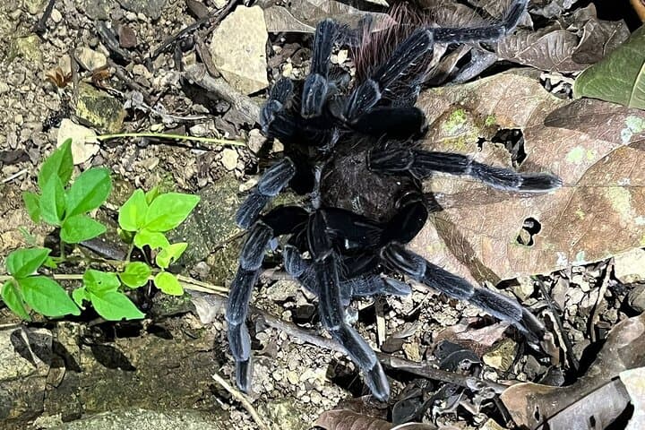 Uvita Night Walk: Guided Costa Rica Rainforest Wildlife Tour photo 2