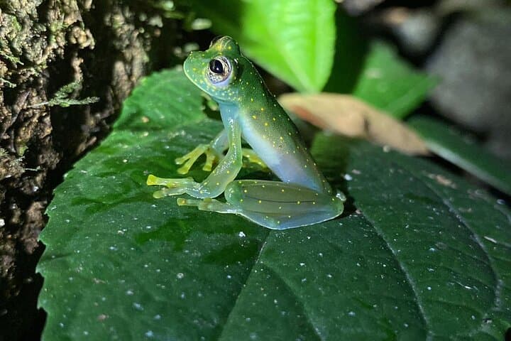 Uvita Night Walk: Guided Costa Rica Rainforest Wildlife Tour photo 3