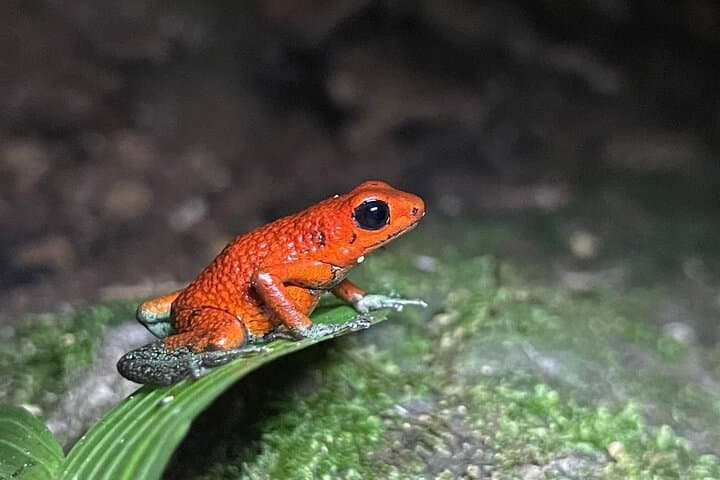 Uvita Night Walk: Guided Costa Rica Rainforest Wildlife Tour photo 4