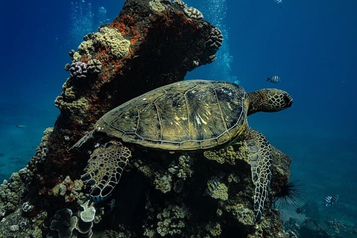 Turtle Town Snorkel in Wailea — Snorkel with Sea Turtles + Free Photos photo 4