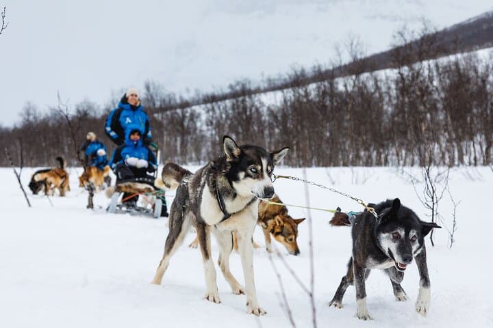 Self-Drive Husky Safari from Tromsø — Dog Sledding in the Lyngen Gateway photo 2