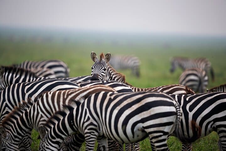 6-Day Serengeti Big Five Safari — Mid-Range Lodges, Ngorongoro & Lake Manyara photo 3