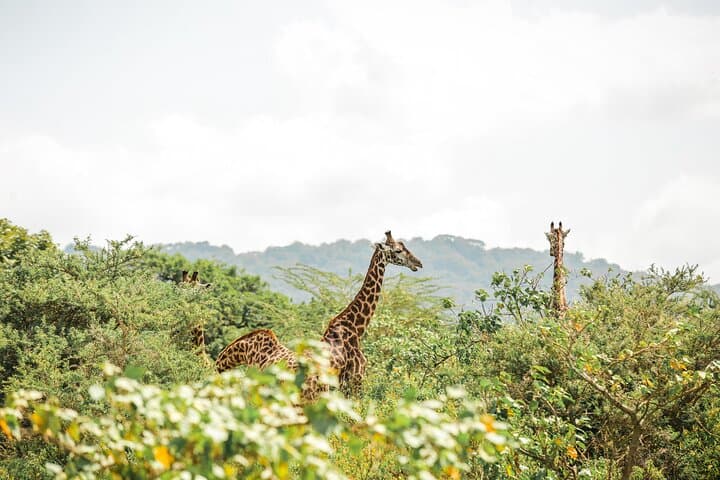6-Day Serengeti Big Five Safari — Mid-Range Lodges, Ngorongoro & Lake Manyara photo 6