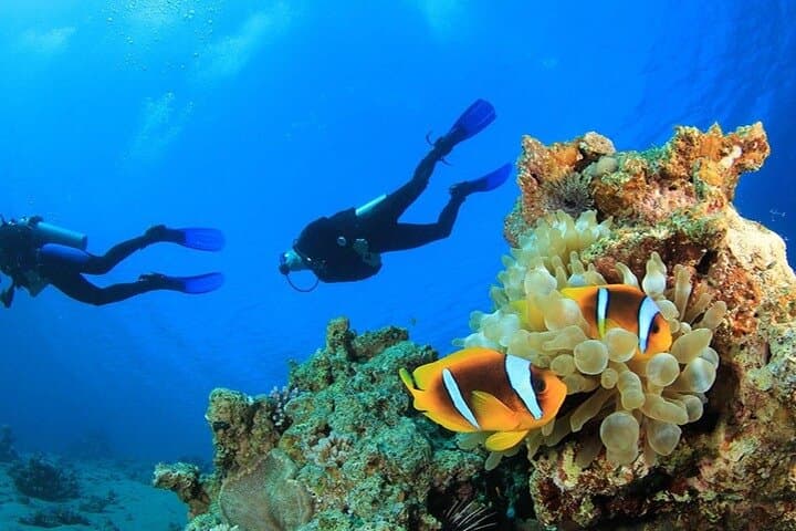 Antalya Scuba Diving From Belek, Lara & Kemer — Two Mediterranean Dives photo 4