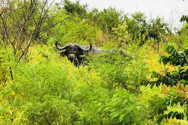 Hluhluwe-Imfolozi Park Safari: Big Five Excursion from Richards Bay photo 2