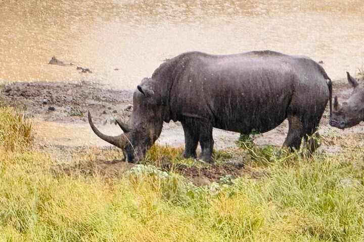 Hluhluwe-Imfolozi Park Safari: Big Five Excursion from Richards Bay photo 3