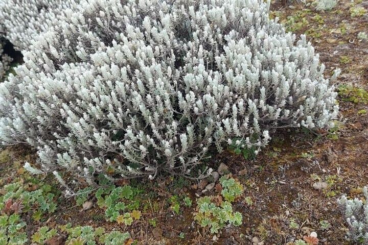 Bale Mountains 3-Day Scenic Driving Tour: Sanetti Plateau, Harenna Forest & Wildlife Camping photo 4