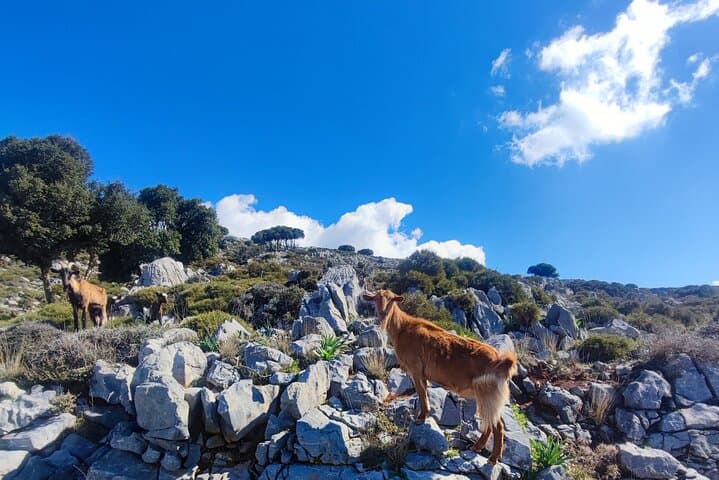 Lasithi Plateau Day Tour: Off-Road Crete, Wine & Olive Oil Tasting photo 3