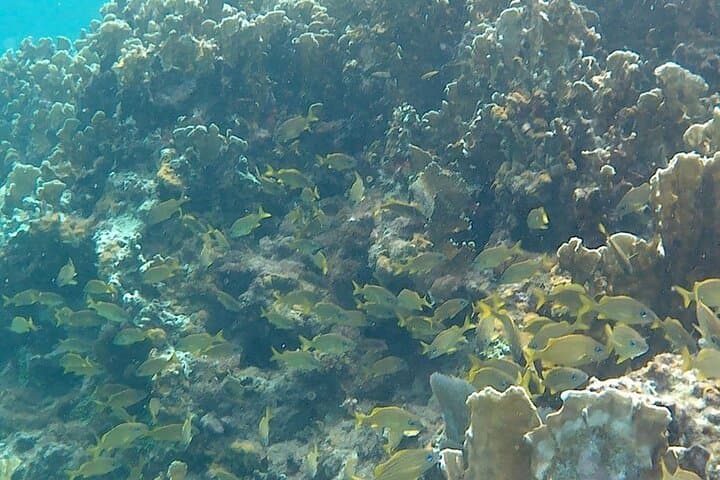 Negril Guided Snorkeling: Reef, Shipwreck Anchor & Cannon Adventure photo 4