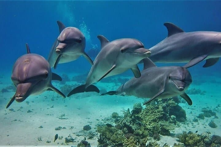 Hurghada Dolphin House VIP Snorkel Trip with Buffet Lunch