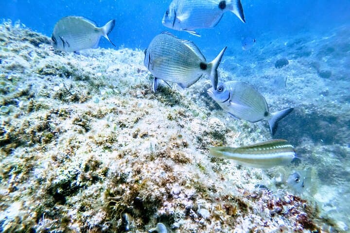Chania Guided Snorkeling and Coastal Boat Excursion — Crete Day Trip photo 6